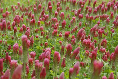 Managing Crimson Clover to Reseed