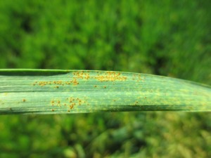 Leaf Rust can be identified on wheat, rye, and oats in by the small, rust colored pustules on the undersides of leaf blades.