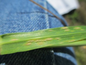Powdery Mildew can be identified in wheat, rye and oats by its small, fuzzy, grey pustules on the underside of leaf blades