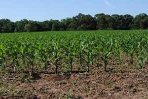 Dryland corn is up and going strong in the Big  Bend Region.