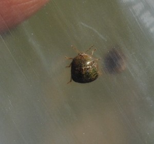 Kudzu bugs, with a taste for legumes, cotton and citrus, have made their first appearance in Wakulla County.