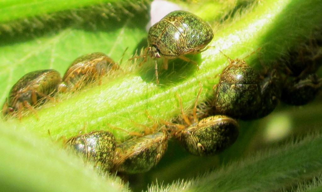 Kudzu Bug – Control Organically  Walter Reeves: The Georgia Gardener