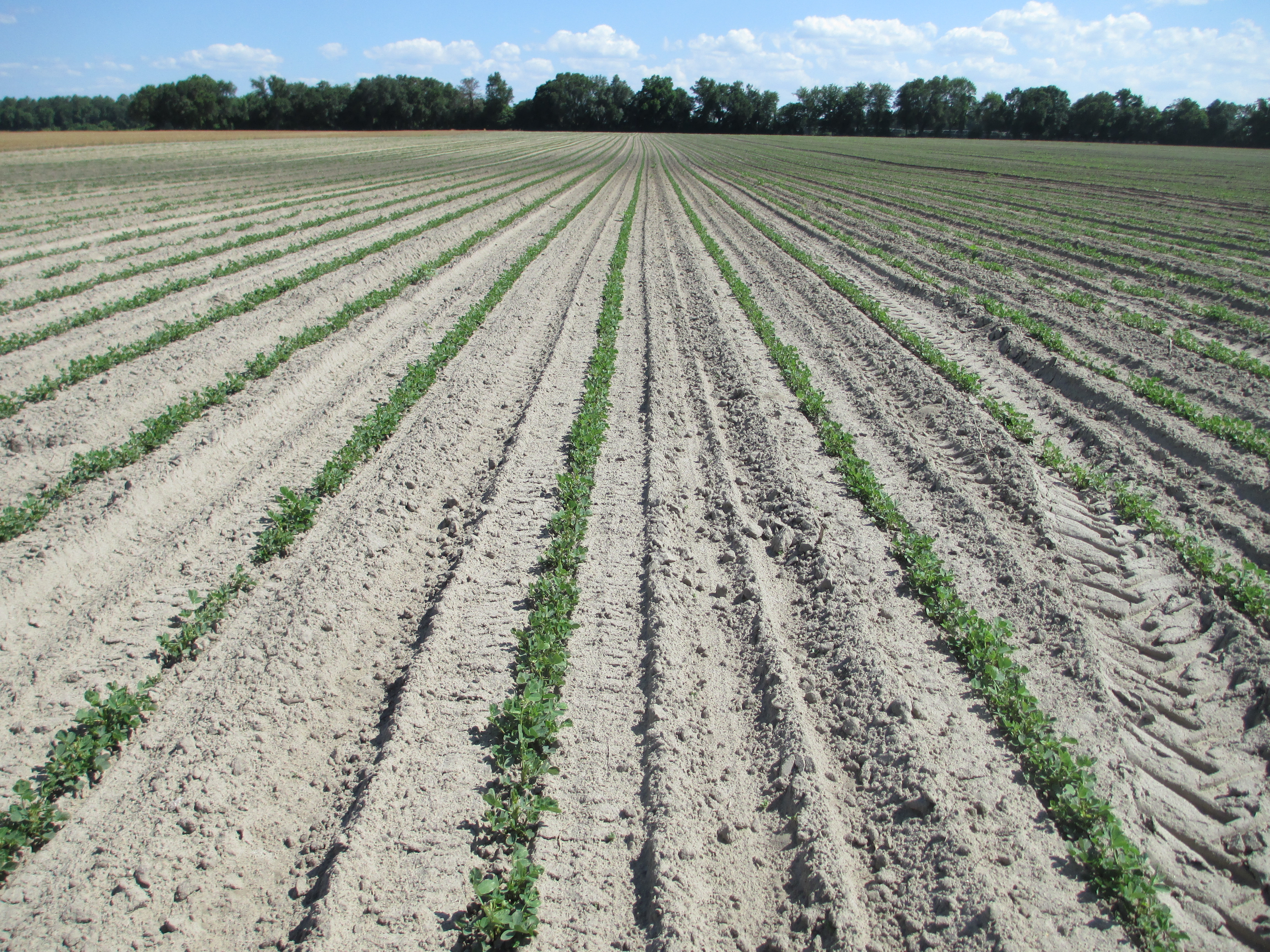 Peanut Planting and Variety Decisions