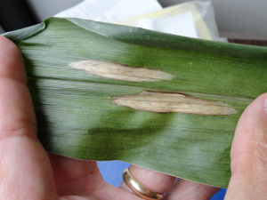 Disease Alert: Northern Corn Leaf Blight