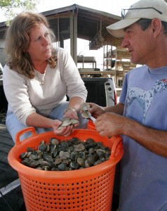 Leslie Sturmer, left, an aquaculture extension agent with the University of Florida’s Institute of Food and Agricultural Sciences, checks clams with Mike Hodges, owner of Hodges Seafood Company in Cedar Key, Monday April 10, 2006. Hodges, who harvests 15 to 20 baskets of clams a week every week of the year, has worked closely with Sturmer to build the clam industry in the Gulf Coast village. (AP Photo/University of Florida/IFAS/Thomas Wright).