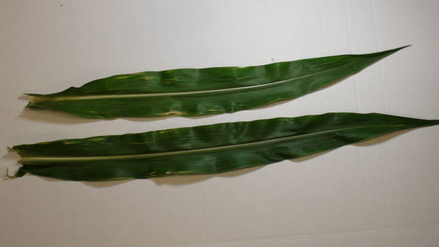 Ear Fill Thrip Damage to Corn Leaves
