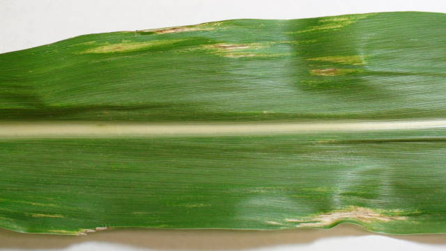 Corn Leaf: Thrip Damage, Not a Disease