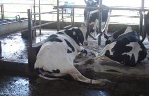 Cow water bed