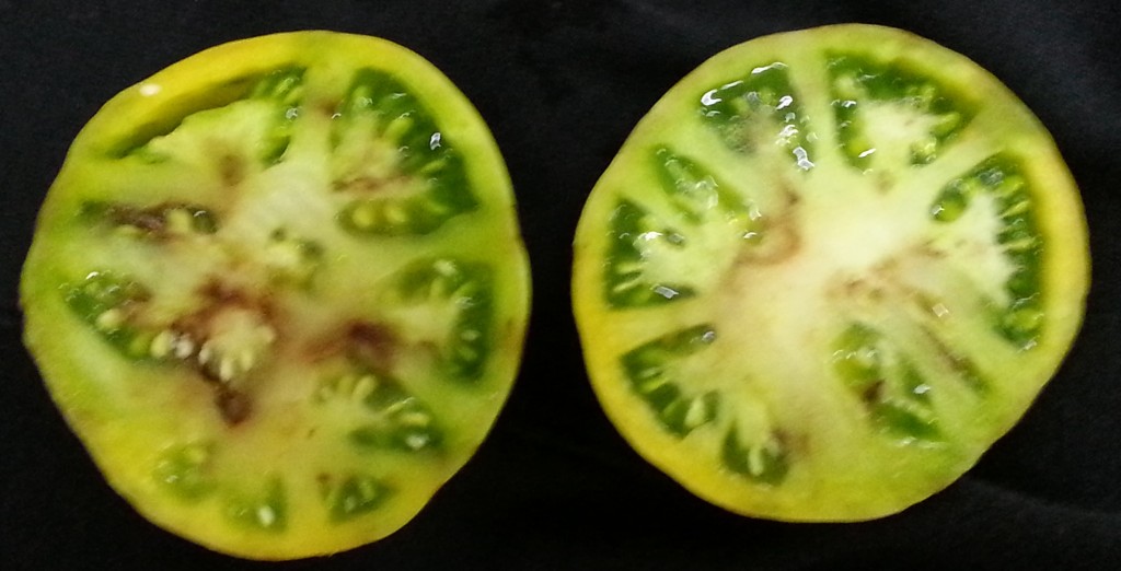 Inside of the diseased fruit exhibiting symptons. 