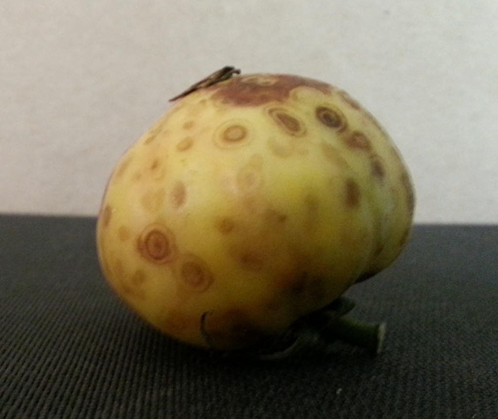 Tomato exhibiting signs of tomato wilted virus