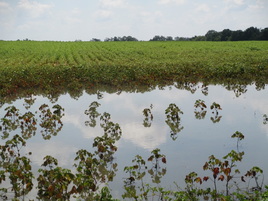 Has Excess Rain Affected your Cotton Fertility Program?