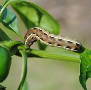 Yellowstriped armyworms are currently eating their way through Wakulla County specialty crops.