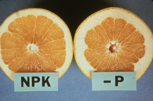 Phosphorous Deficient Citrus