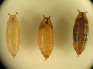 SWD larvae