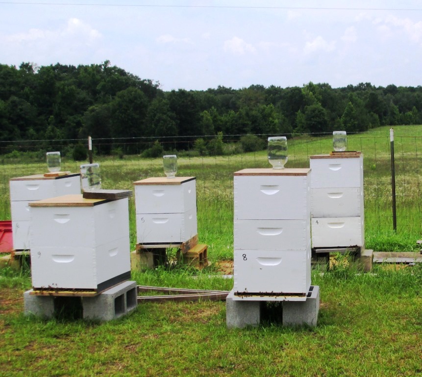 Autumn and Winter Feeding of Honey Bees