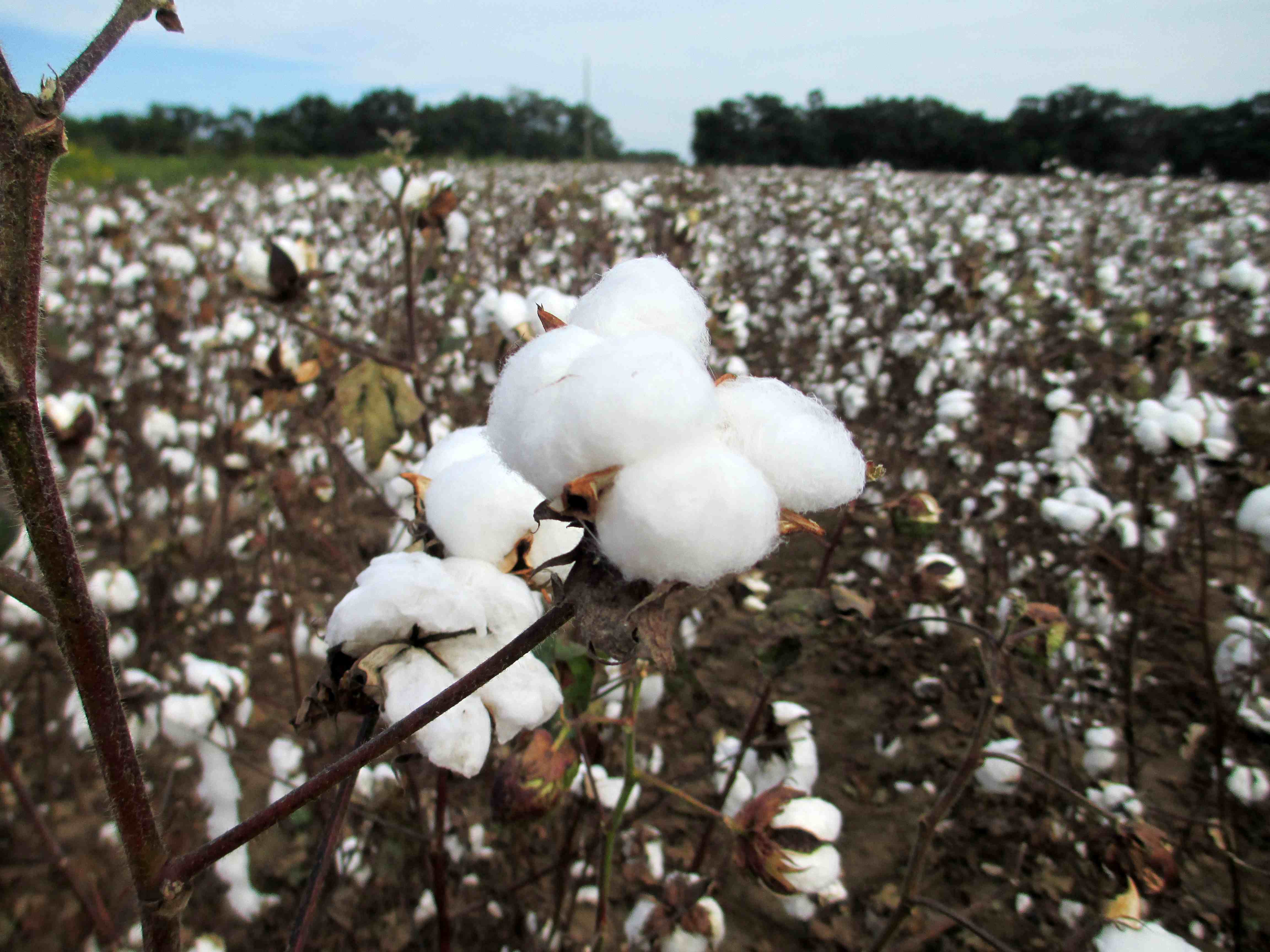 Cotton Harvest Begins as Tropical Storm Approaches
