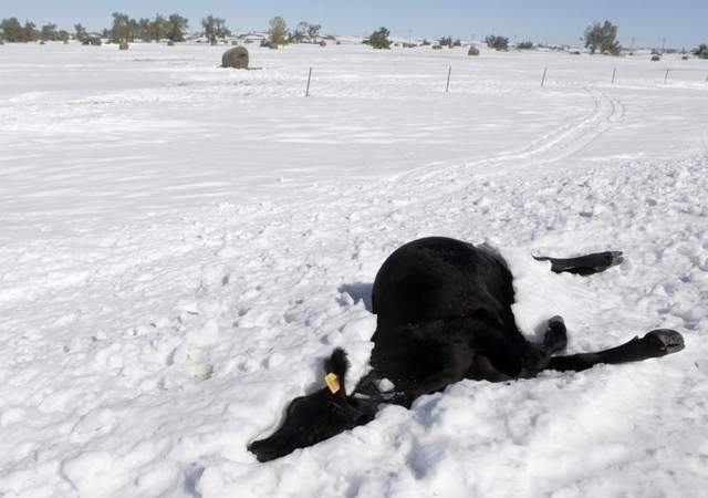 South Dakota Blizzard Devastates Ranchers