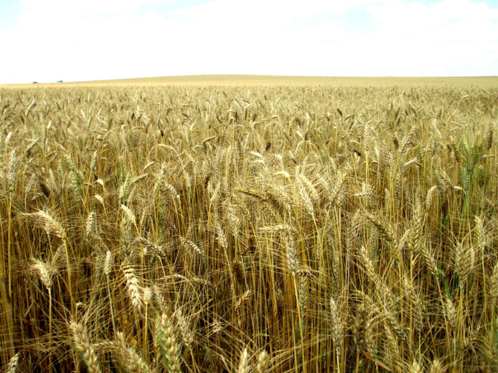 Wheat Production Considerations for 20142015 Panhandle Agriculture