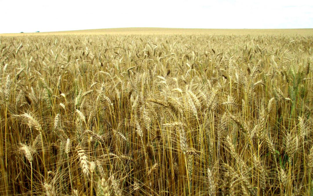 Wheat Production Considerations for 2014-2015