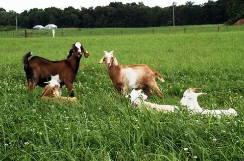Factors for Successfully Wintering Your Meat Goats