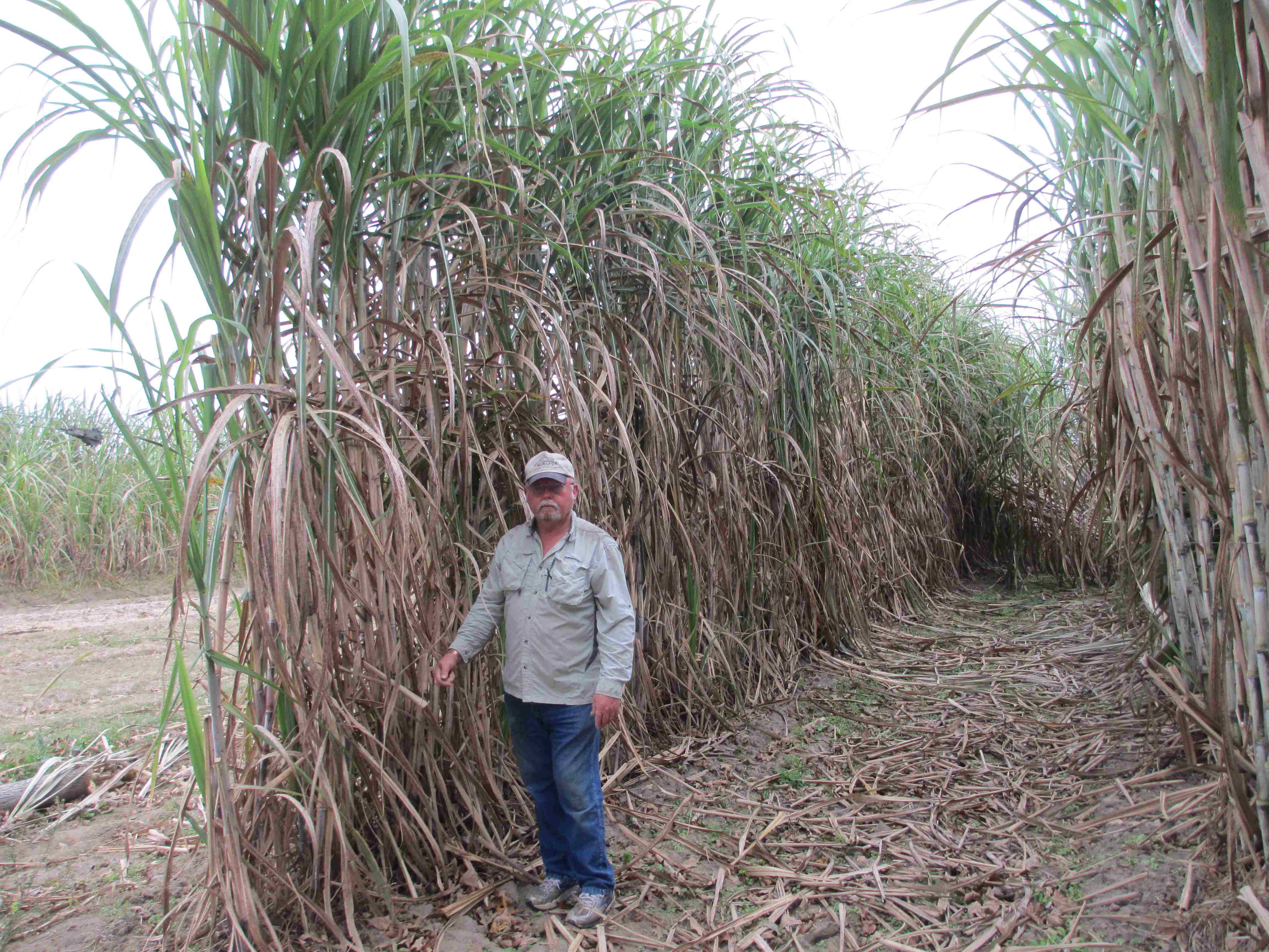 Raisin’ Cane and Making Syrup — An Ol’ Florida Tradition Panhandle
