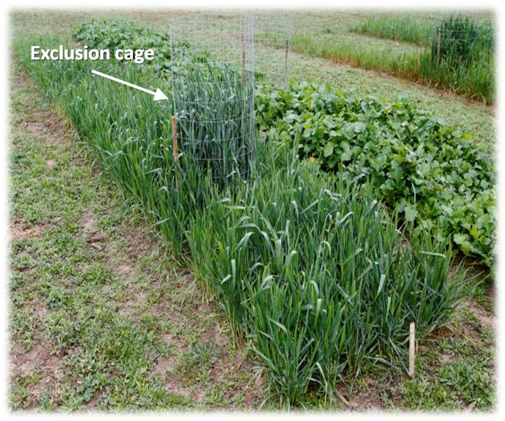 Under Cover: The Revealing Story behind Cover Crops