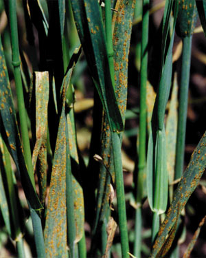 Crown Rust Outbreak in North Florida Oats