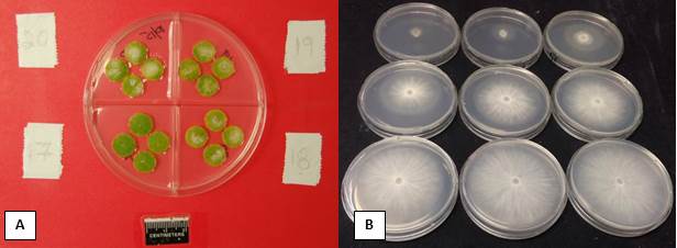 Examples of fungicide sensitivity assays using different fungicide concentrations. These tests are used to determine fungicide resistance for (A) powdery mildew of cucurbits and (B) white mold/stem rot of peanuts. 