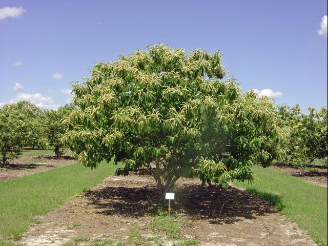American x Chinese hybrid chestnut tree.  image from the UF/IFAS publication: Production and Marketing of Chestnuts in the Southeastern United States.