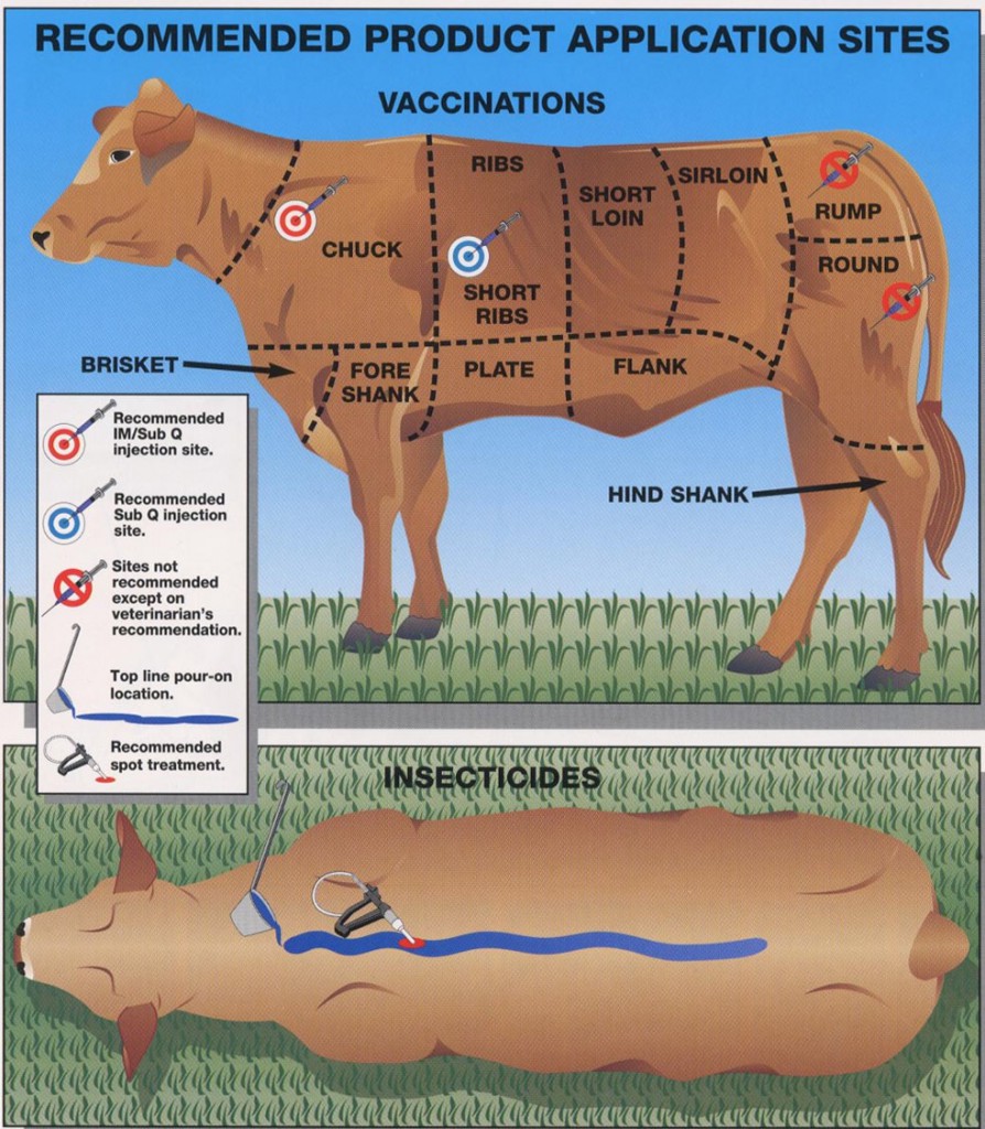 saudi vaccination schedule