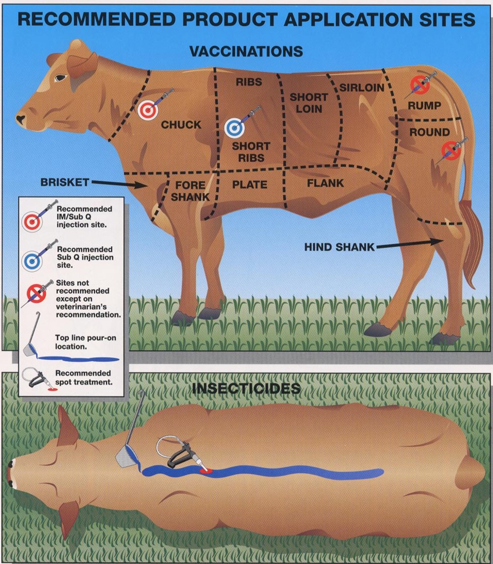 cattle vaccination chart