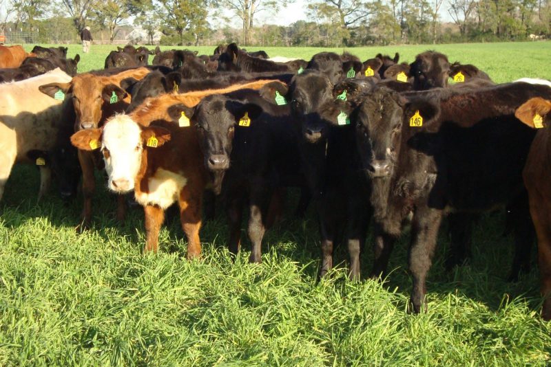 Beef Replacement Heifer Development Considerations