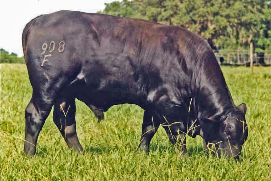 A Brangus bull grazing Tifton 9 bahiagrass.  Photo Credit:  Doug Mayo