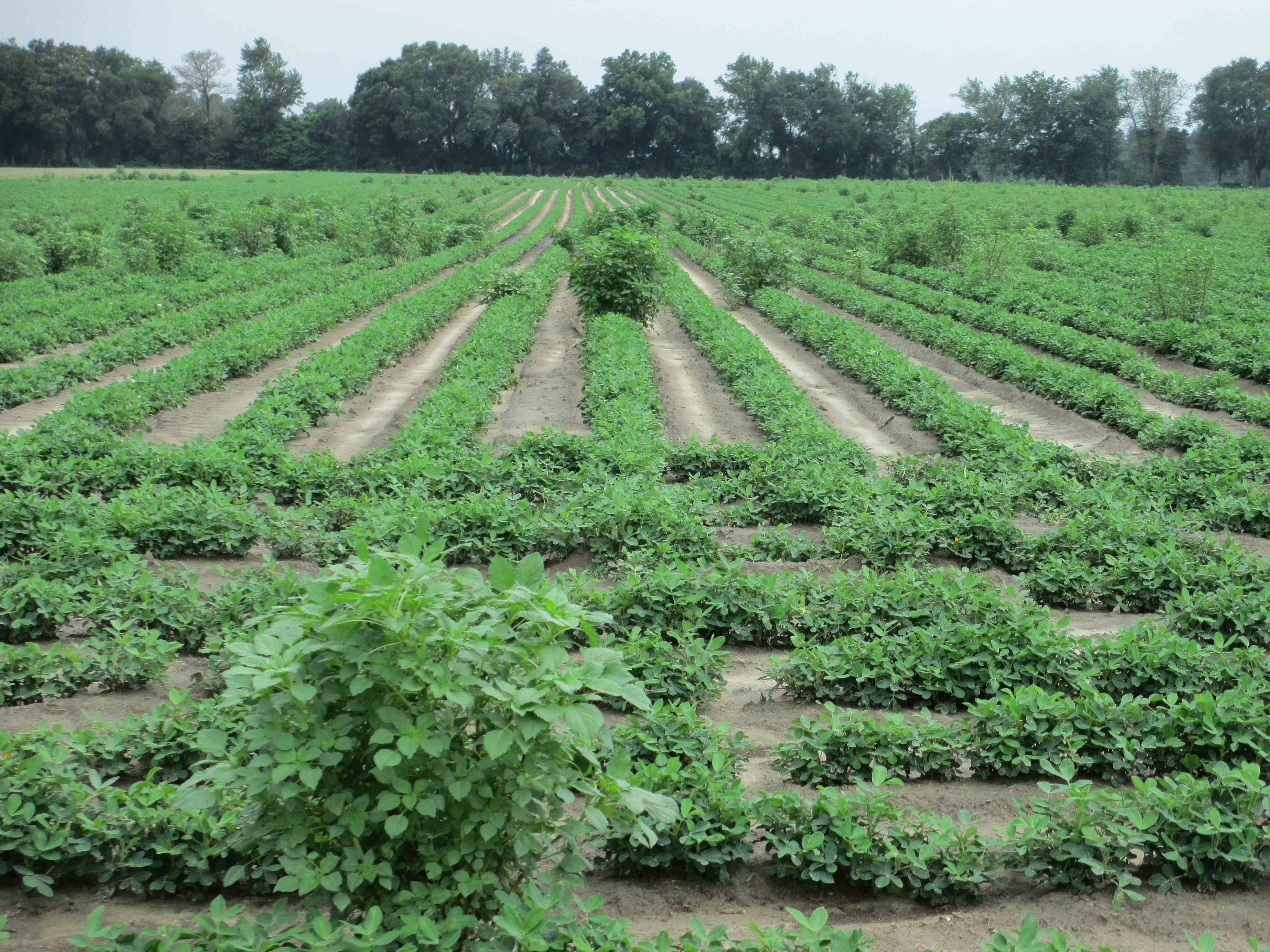 Herbicide Programs for Cotton and Peanuts