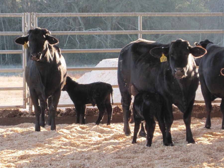 Impact of Selection for Feed Efficiency of Heifers on Future Cow Performance