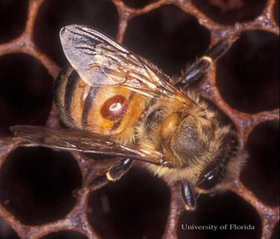 Detecting and Controlling Varroa Mites in Honey Bees