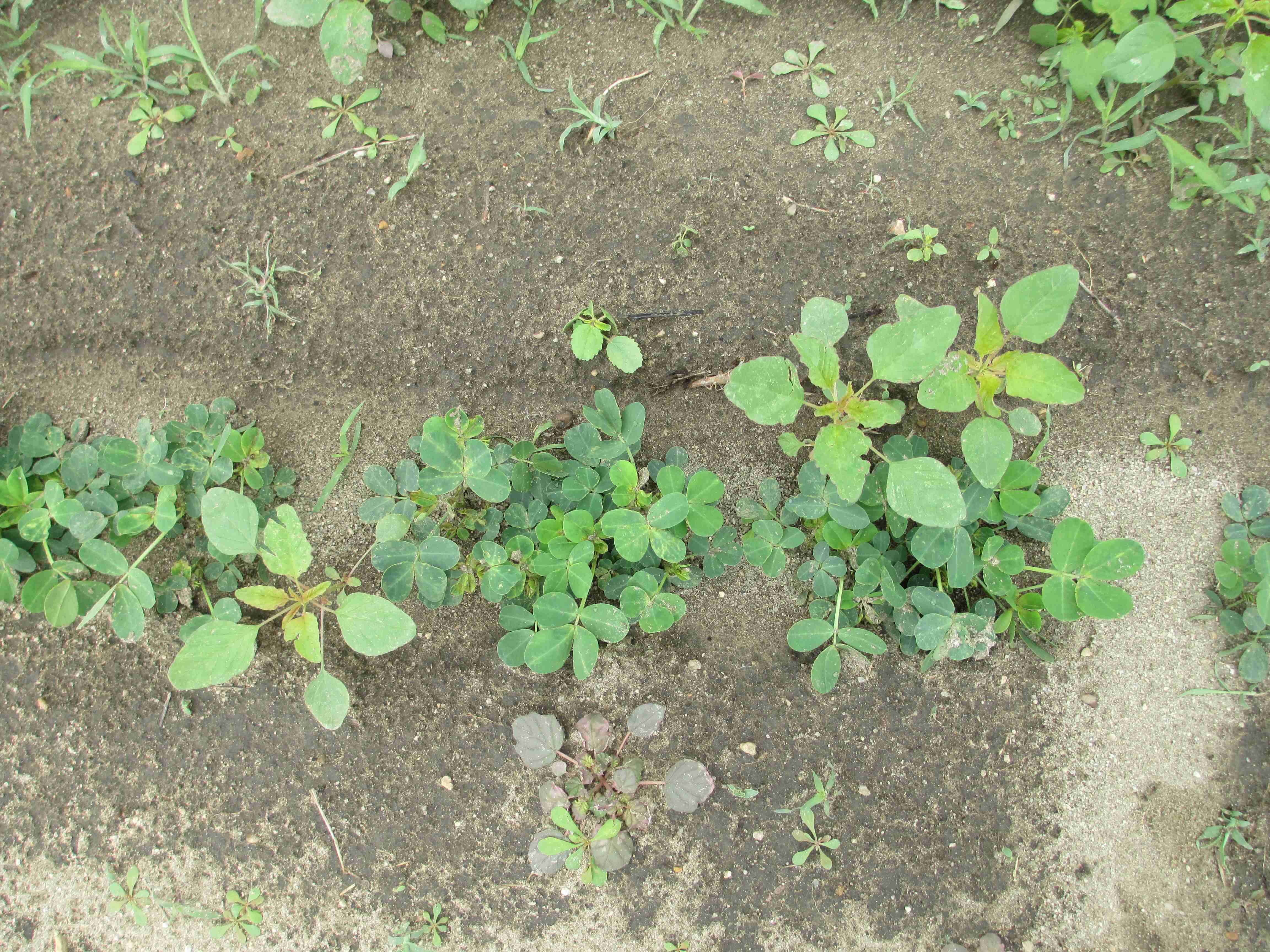 Timing is Critical for Palmer Pigweed Control