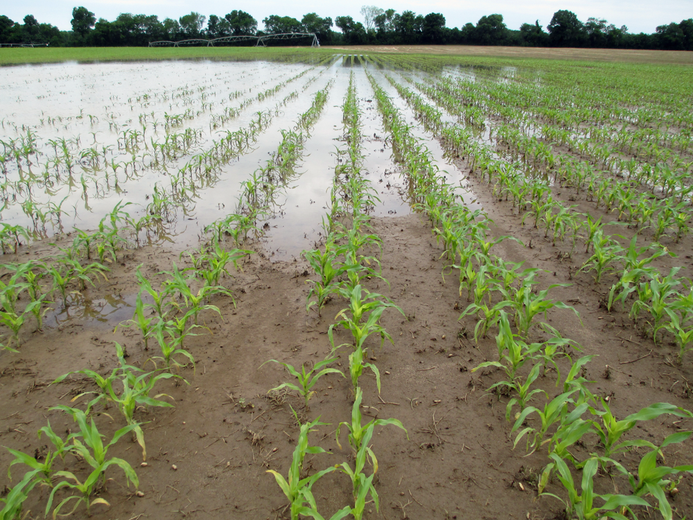 Jackson County Agriculture Weather Damage Report