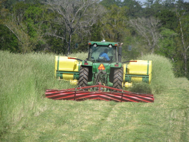 Rolling down rye cover crop on April 1