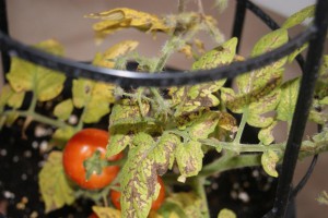 Bacterial leaf spot on potted garden tomato