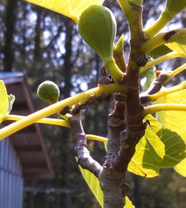 Kudzu Bugs on Fig tree in North Okaloosa County (photo:  Jennifer Bearden)