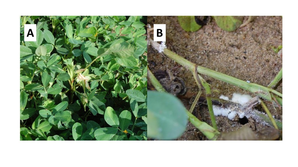 Typical symptoms and signs of white mold in peanuts. Plants typically wilt in the upper portion (A) producing a “shepards crook” appearance and often white fungal growth (B) which can be seen on the stem and crowns of the plants. Tan to light brown sclerotia, which resemble mustard seeds, can also be found near the crown. 