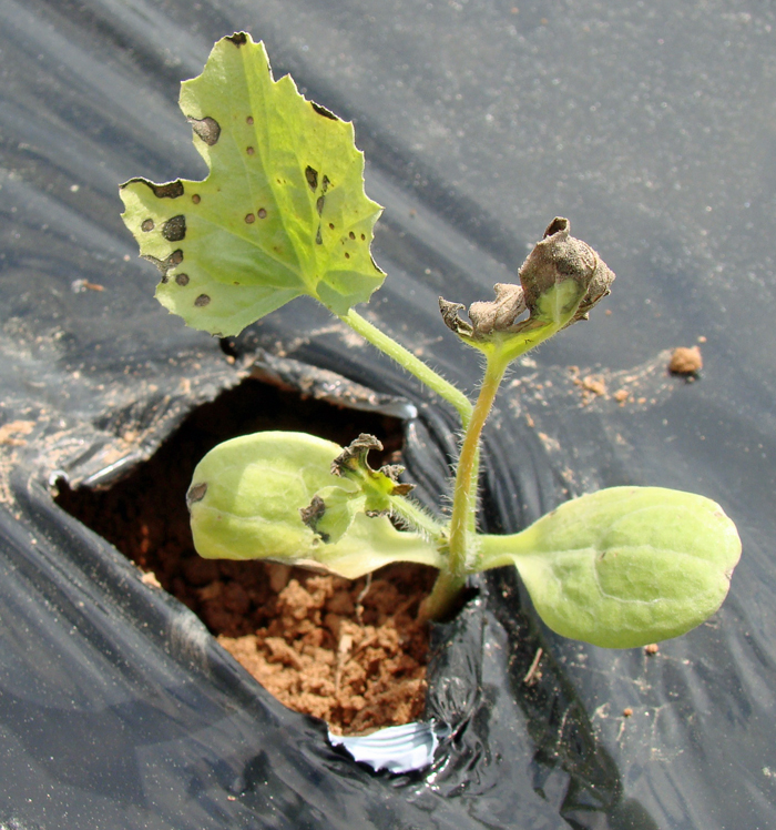 Fig. 2. Early stage symptoms of the Pseudomonas syringae leaf spot on watermelon