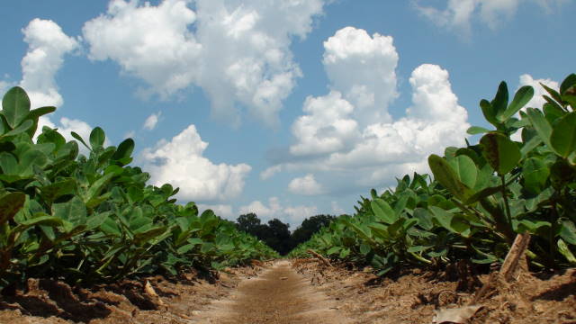 To Spray or Not To Spray; These Tools can help with Peanut Fungicide Spray Decisions.
