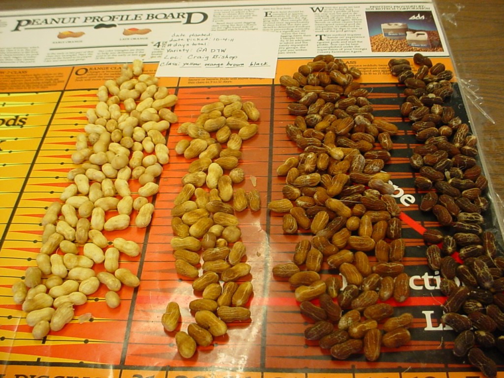 Figure 2. Peanut pods from 2-3 plants with the exocarp removed revealing the mesocarp with varying shades of brown.  Darker pods are more mature.  Photo credit:  Barry Tillman