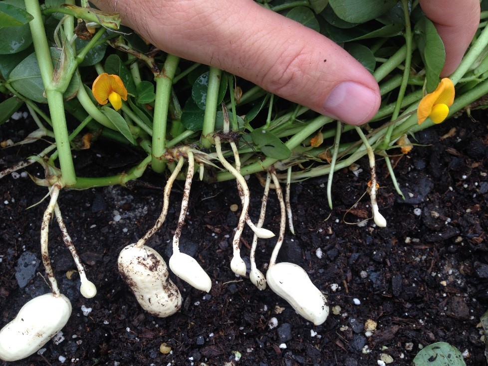https://nwdistrict.ifas.ufl.edu/phag/files/2014/06/Peanut-plant-with-pegs-and-pods-B.-Tillman.jpg