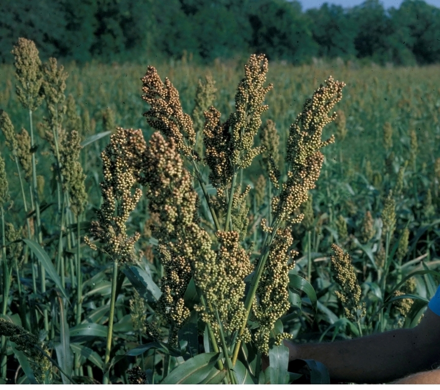 Doves are attracted to the seeds produced by many warm season crops, like the sorghum shown above. Photo Credit: Forages of Florida