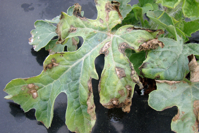 Fig. 1. Symptoms of the Pseudomonas syringae leaf spot on watermelon
