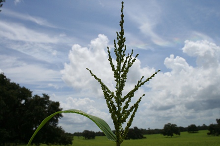 Browntop Millet is a fast maturing crop frequently used in dove fields. Photo Credit: Forages of Florida