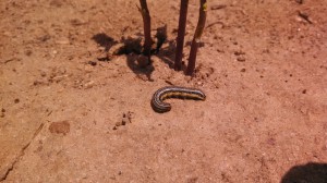Fall Armyworm larva